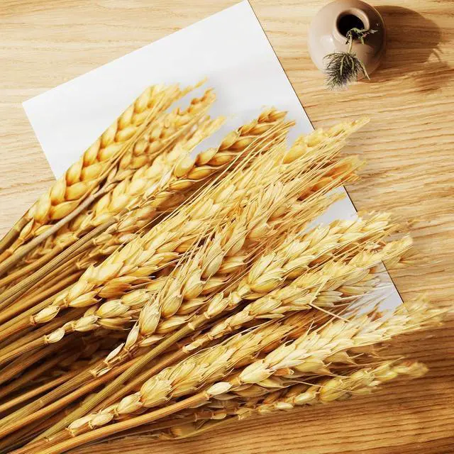 Alt view image 7 of 7 - Uieke 17.7 Inches Dried Wheat Stalks, 100 Stems Dried Flowers 100% Natural Wheat for Home Kitchen Wedding Party Table Centerpiece Harvest Wreath Boho Farmhouse DIY Decoration