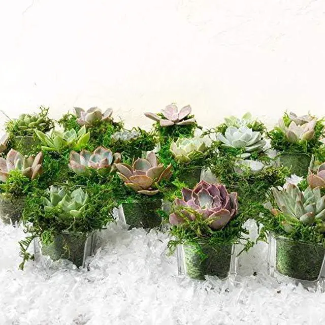Alt view image 7 of 7 - Artificial Moss Fake Green Grass for Centerpieces Home Kitchen Garden Decor (3.5OZ, Fresh)