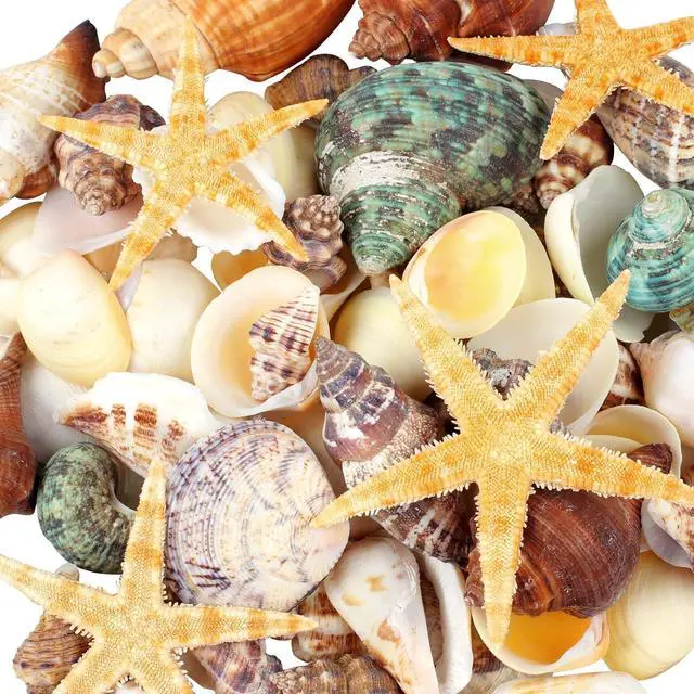 Main image of MOWPOG 80+ Pcs Natural Seashells, Mixed Starfish Sea Shells for Crafts