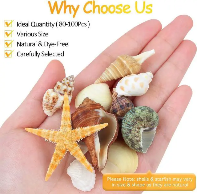 Alt view image 2 of 7 - MOWPOG 80+ Pcs Natural Seashells, Mixed Starfish Sea Shells for Crafts