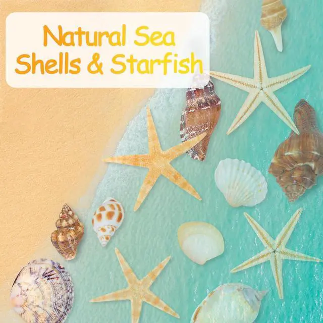 Alt view image 4 of 7 - MOWPOG 80+ Pcs Natural Seashells, Mixed Starfish Sea Shells for Crafts