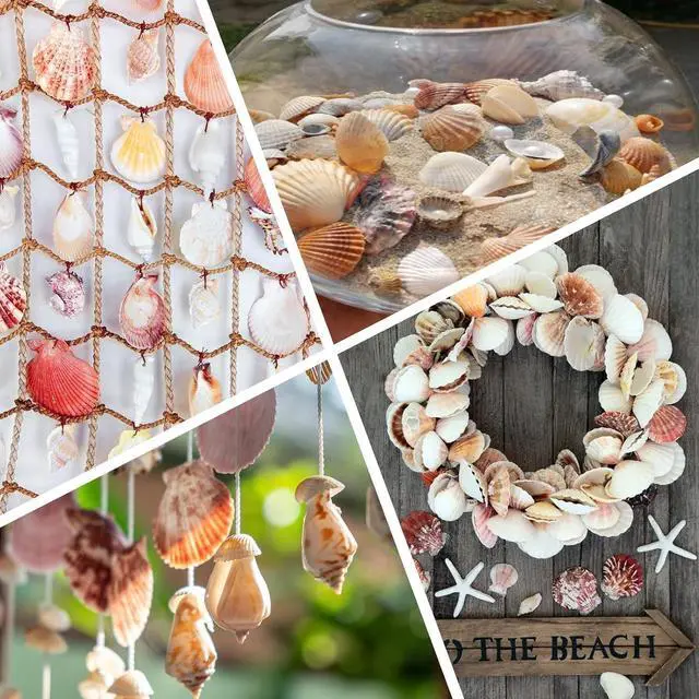 Alt view image 7 of 7 - MOWPOG 80+ Pcs Natural Seashells, Mixed Starfish Sea Shells for Crafts
