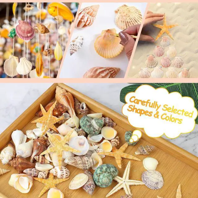 Alt view image 6 of 7 - MOWPOG 80+ Pcs Natural Seashells, Mixed Starfish Sea Shells for Crafts