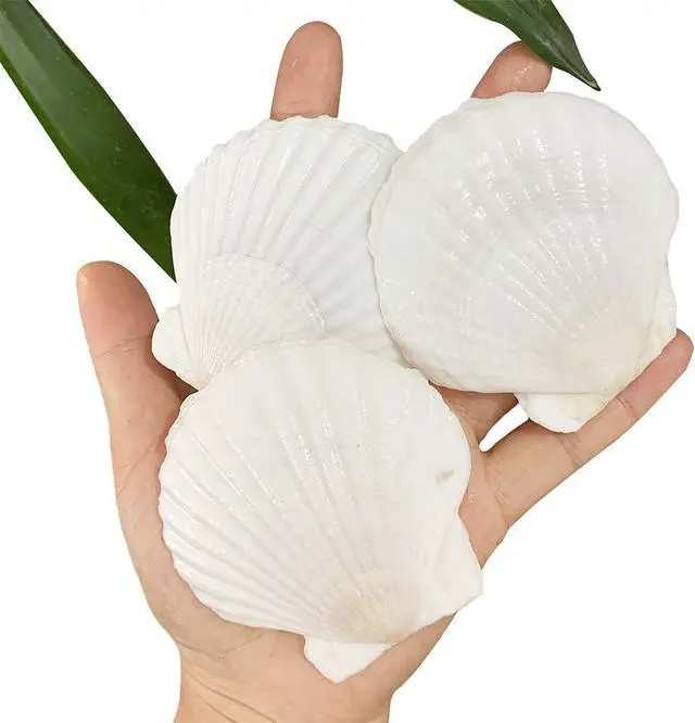 Main image of SEAJIAYI 30 PCS Scallop Shells 2-3 Inch Natural White Sea Shells from Sea Beach for DIY Craft Home Décor(6-8 cm)