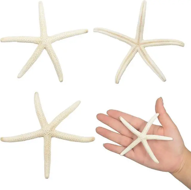Alt view image 5 of 7 - Jangostor 12 PCS Starfish 2-6 Inch Mixed Starfish Natural Seashells Starfish Star Fish Shells Decorations Perfect for Wedding Decor Beach Theme Party, Home Decorations, DIY Crafts, Fish Tank