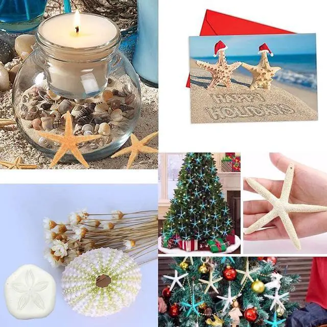 Alt view image 7 of 7 - Jangostor 12 PCS Starfish 2-6 Inch Mixed Starfish Natural Seashells Starfish Star Fish Shells Decorations Perfect for Wedding Decor Beach Theme Party, Home Decorations, DIY Crafts, Fish Tank