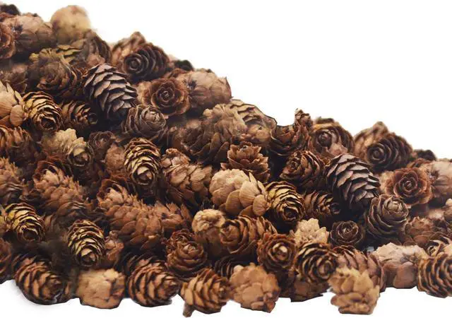 Main image of 150 Pcs Christmas Natural Mini Pine Cones - Thanksgiving Small Pinecone