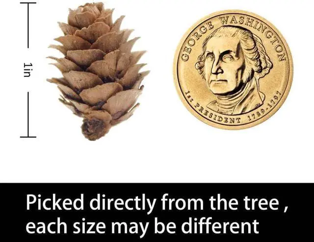 Alt view image 3 of 7 - 150 Pcs Christmas Natural Mini Pine Cones - Thanksgiving Small Pinecone