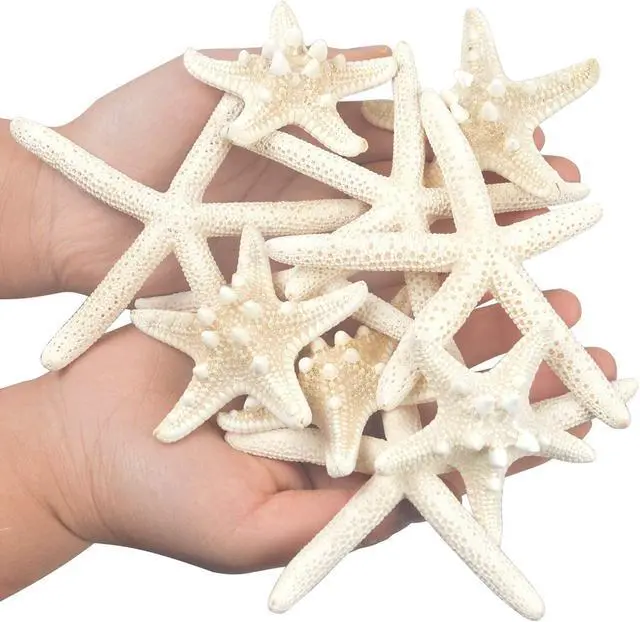 Alt view image 3 of 7 - Jangostor 12 PCS Starfish 2-6 Inch Mixed Starfish Natural Seashells Starfish Star Fish Shells Decorations Perfect for Wedding Decor Beach Theme Party, Home Decorations, DIY Crafts, Fish Tank