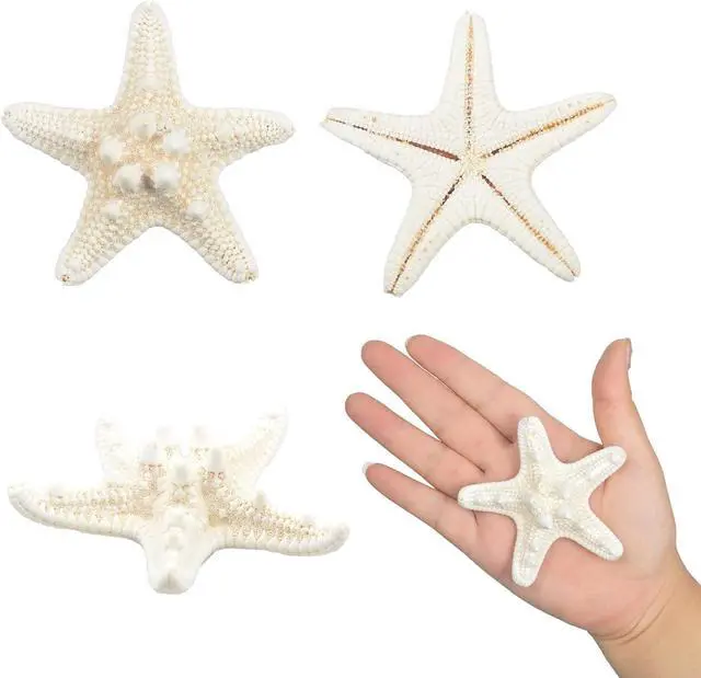 Alt view image 4 of 7 - Jangostor 12 PCS Starfish 2-6 Inch Mixed Starfish Natural Seashells Starfish Star Fish Shells Decorations Perfect for Wedding Decor Beach Theme Party, Home Decorations, DIY Crafts, Fish Tank