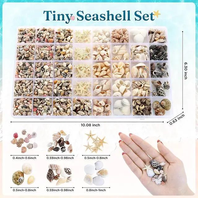 Alt view image 6 of 6 - Zefy 23 Types Small Sea Shells for Crafts, 1200 Pcs Tiny Seashells