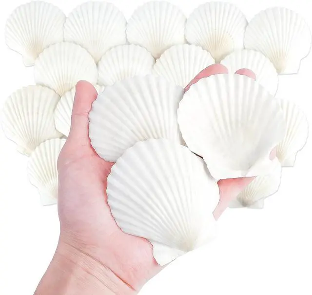Main image of 20 PCS 3 Inch Natural Scallop Shells for Crafts, Large Seashells Sea Shells