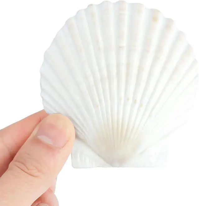 Alt view image 2 of 7 - 20 PCS 3 Inch Natural Scallop Shells for Crafts, Large Seashells Sea Shells