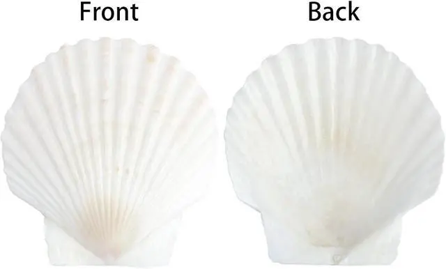 Alt view image 3 of 7 - 20 PCS 3 Inch Natural Scallop Shells for Crafts, Large Seashells Sea Shells