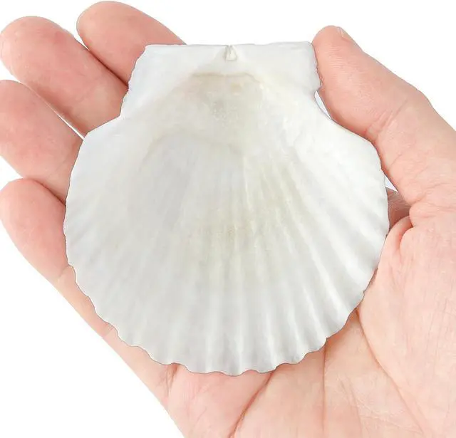 Alt view image 4 of 7 - 20 PCS 3 Inch Natural Scallop Shells for Crafts, Large Seashells Sea Shells