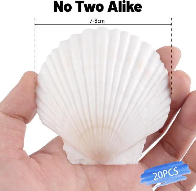 Alt view image 5 of 7 - 20 PCS 3 Inch Natural Scallop Shells for Crafts, Large Seashells Sea Shells