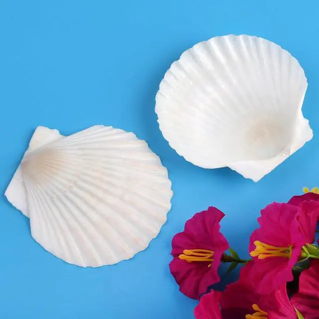 Alt view image 6 of 7 - 20 PCS 3 Inch Natural Scallop Shells for Crafts, Large Seashells Sea Shells