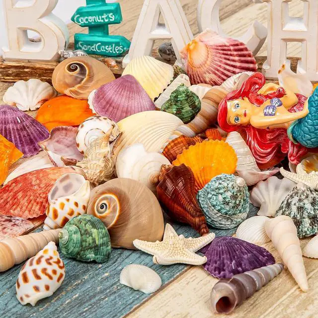 Alt view image 2 of 7 - Mixed Ocean Seashells Set, 15 Kinds Natural Seashell & Starfish