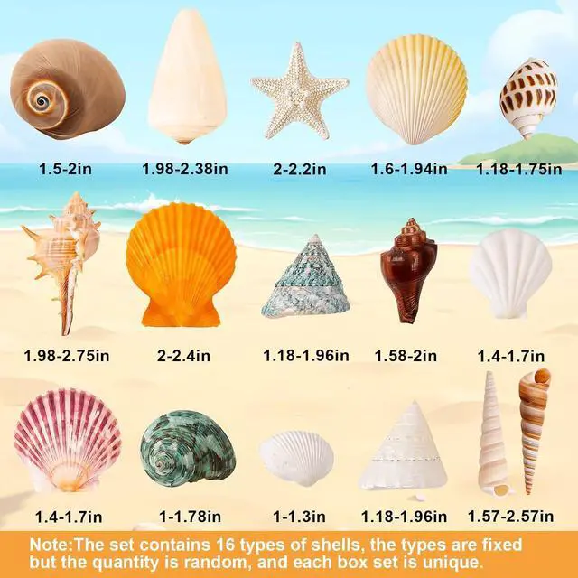 Alt view image 3 of 7 - Mixed Ocean Seashells Set, 15 Kinds Natural Seashell & Starfish