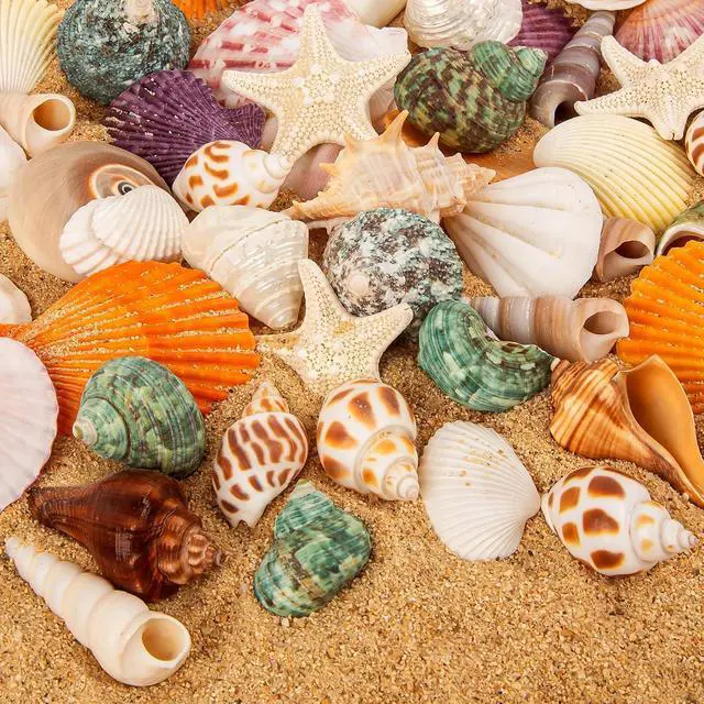 Alt view image 4 of 7 - Mixed Ocean Seashells Set, 15 Kinds Natural Seashell & Starfish