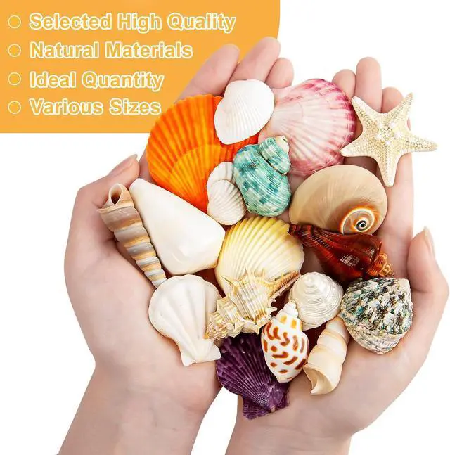 Alt view image 5 of 7 - Mixed Ocean Seashells Set, 15 Kinds Natural Seashell & Starfish