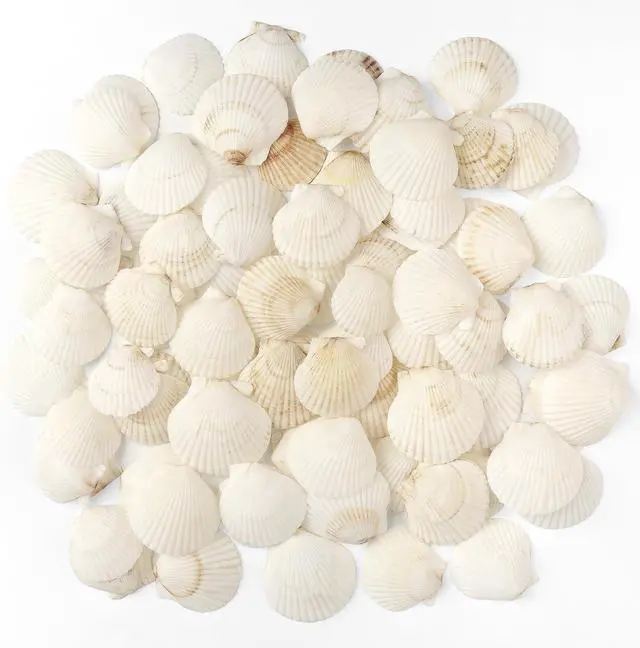 Main image of Jangostor 48 PCS Scallop Shells Natural Seashell, 1.5" to 2" White Scallop Shells Small Seashells for Crafts Wedding Decor Beach Theme Party, Fish Tank and Vase Filler