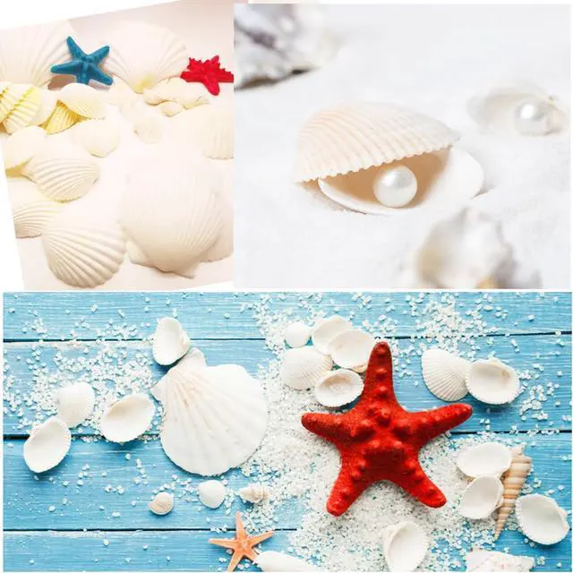 Alt view image 7 of 7 - Jangostor 48 PCS Scallop Shells Natural Seashell, 1.5" to 2" White Scallop Shells Small Seashells for Crafts Wedding Decor Beach Theme Party, Fish Tank and Vase Filler