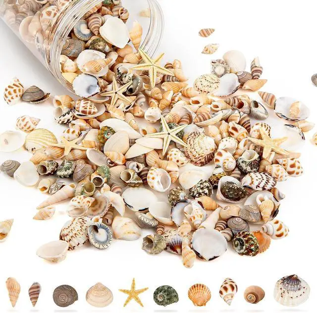 Main image of Tiny Sea Shells & 6 Starfish for Crafts, Natural Mixed Mini Shells