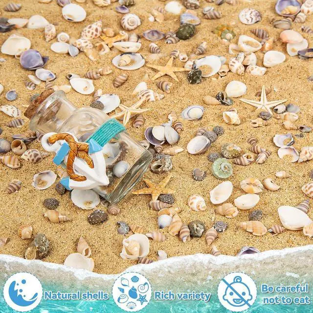 Alt view image 2 of 7 - Tiny Sea Shells & 6 Starfish for Crafts, Natural Mixed Mini Shells