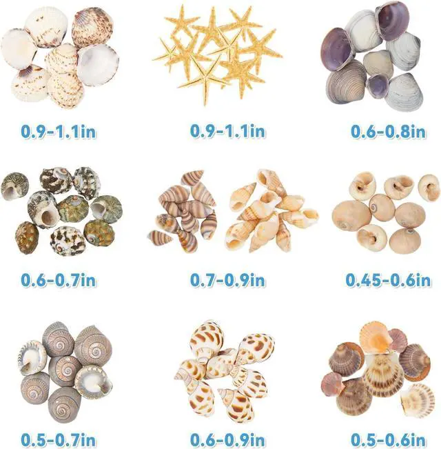 Alt view image 3 of 7 - Tiny Sea Shells & 6 Starfish for Crafts, Natural Mixed Mini Shells