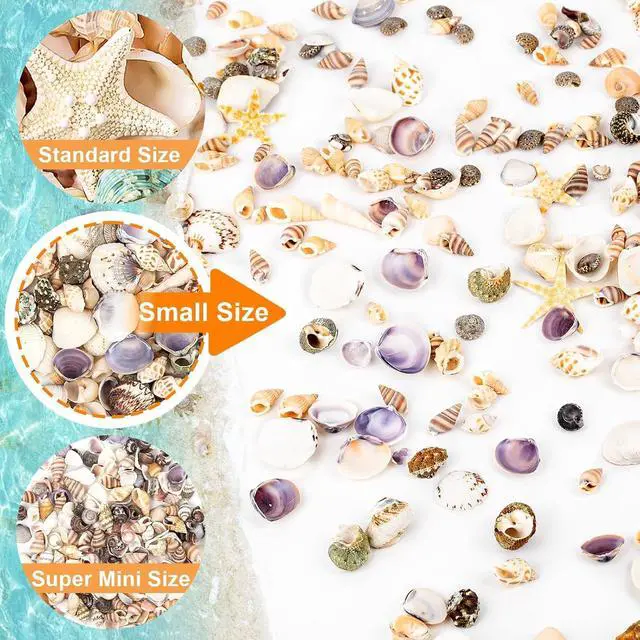 Alt view image 4 of 7 - Tiny Sea Shells & 6 Starfish for Crafts, Natural Mixed Mini Shells