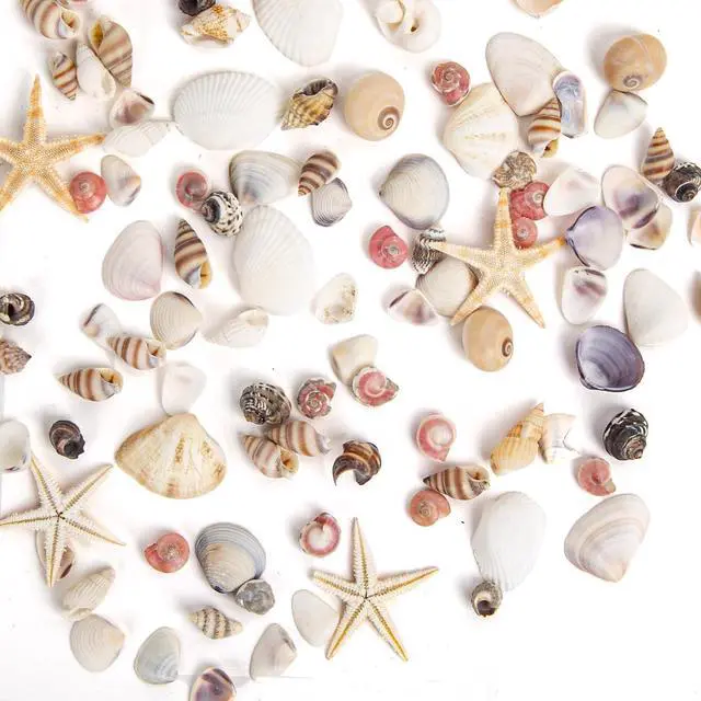 Alt view image 3 of 7 - JQAQJU 1000 PCS Tiny Sea Shells & Small Starfish Mixed Shells for Crafts