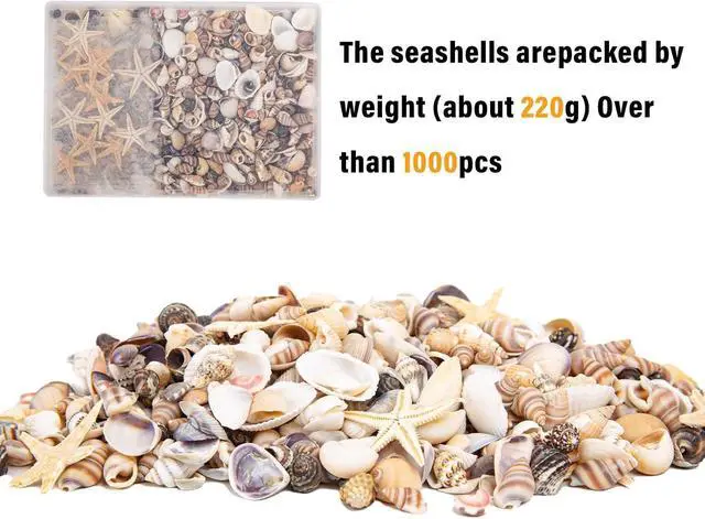 Alt view image 4 of 7 - JQAQJU 1000 PCS Tiny Sea Shells & Small Starfish Mixed Shells for Crafts
