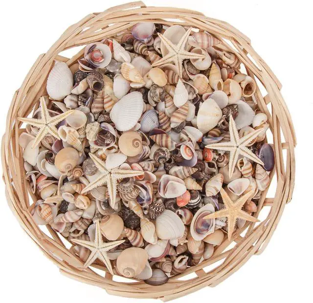 Alt view image 7 of 7 - JQAQJU 1000 PCS Tiny Sea Shells & Small Starfish Mixed Shells for Crafts