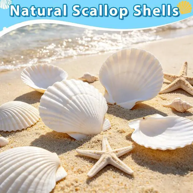 Alt view image 2 of 7 - 20Pcs 2-3 Inch Scallop Shells for Crafts