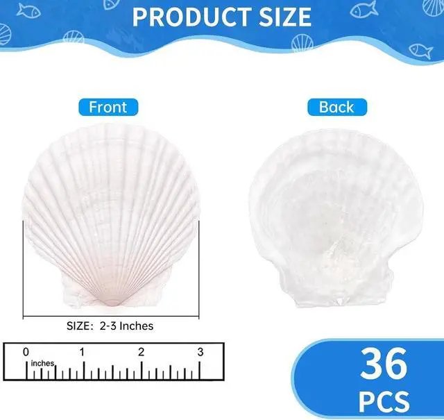 Alt view image 2 of 7 - 36PCS Natural Scallop Shells for Crafts, 2-3 in White Seashells for Paint