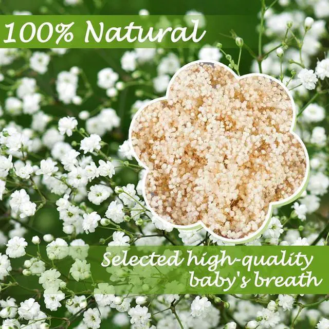 Alt view image 3 of 6 - 2500+ Dried Babys Breath Flowers Bulk, 17'' Ivory White Gypsophila Bouquet