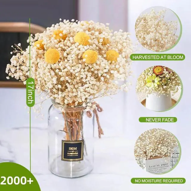 Alt view image 2 of 6 - 2500+ Dried Babys Breath Flowers Bulk, 17'' Ivory White Gypsophila Bouquet
