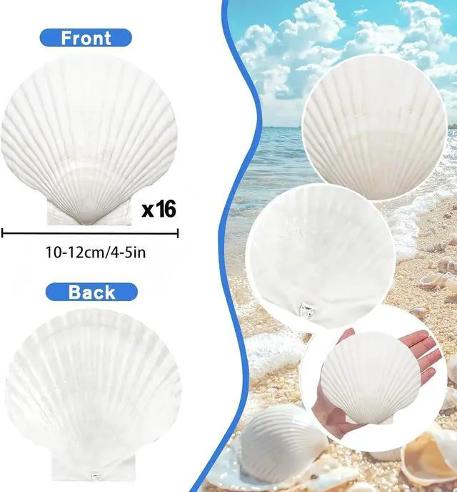 Alt view image 2 of 7 - Large Natural Sea Shells 4''-5'' White Scallop Shells 8PCS for DIY Craft Making, Baking, Hand Painting, Ocean Themed Party and Home Decor