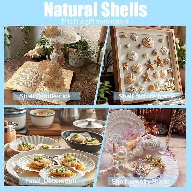 Alt view image 5 of 7 - Large Natural Sea Shells 4''-5'' White Scallop Shells 8PCS for DIY Craft Making, Baking, Hand Painting, Ocean Themed Party and Home Decor