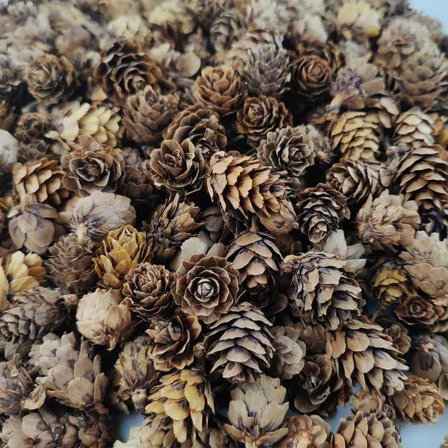 Alt view image 4 of 5 - TIHOOD 160PCS 1.18"-1.97" Christmas Natural Mini Pine Cones-Thanksgiving Pine Cones Ornaments for DIY Crafts, Home Decorations,Fall and Christmas,Wedding Decor