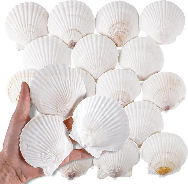 Main image of PPCLION 30 PCS 2.5-3 Inch Natural White Scallop Shells Sea Shells for DIY Craft Home Décor