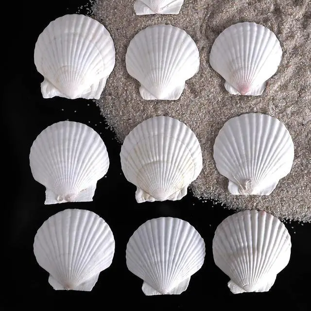 Alt view image 3 of 6 - PPCLION 30 PCS 2.5-3 Inch Natural White Scallop Shells Sea Shells for DIY Craft Home Décor