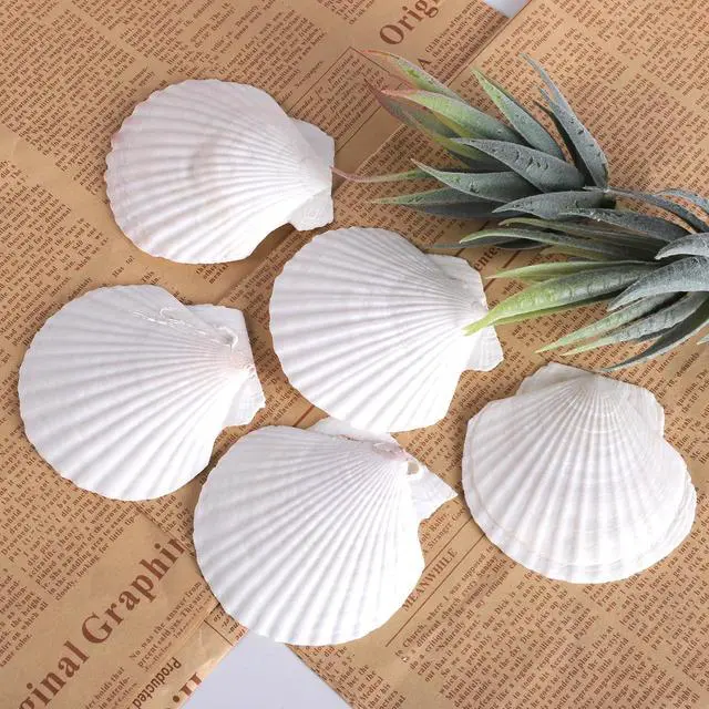 Alt view image 4 of 6 - PPCLION 30 PCS 2.5-3 Inch Natural White Scallop Shells Sea Shells for DIY Craft Home Décor