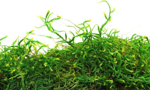 Alt view image 3 of 6 - SuperMoss (25320) Forest Moss Preserved, Fresh Green, 2oz