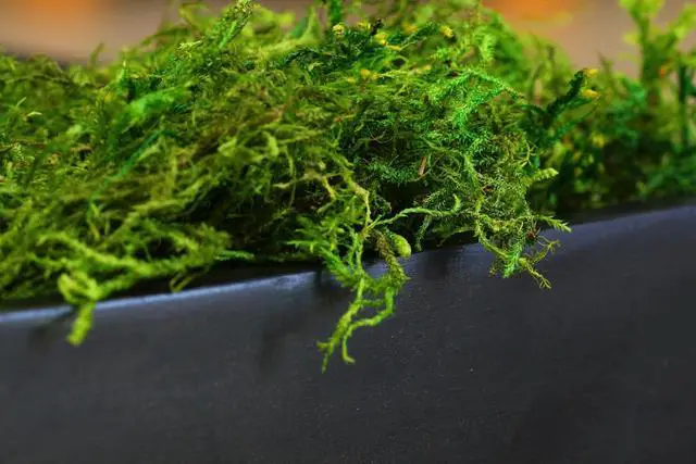 Alt view image 2 of 6 - SuperMoss (25320) Forest Moss Preserved, Fresh Green, 2oz