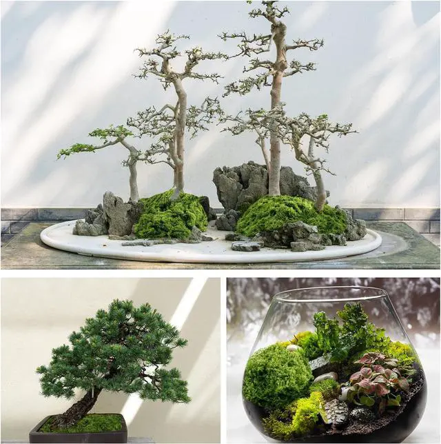 Alt view image 3 of 7 - Fake Green Moss for Plants Indoor, 5.3OZ Artificial Moss (Dark Green)