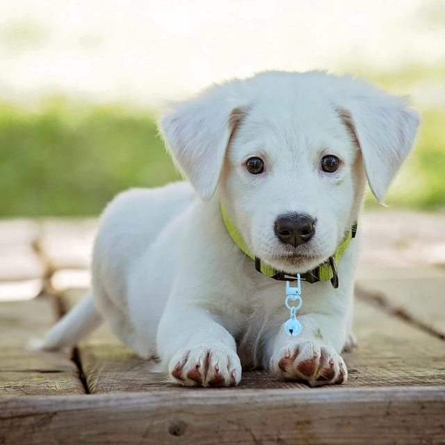 Alt view image 4 of 6 - 20 PCS Dog Bell, Cat Bell Small Pet Collar Bells Keychain Cute Bulk Loud Jingle for Dog Collar Charm Pendant Necklace