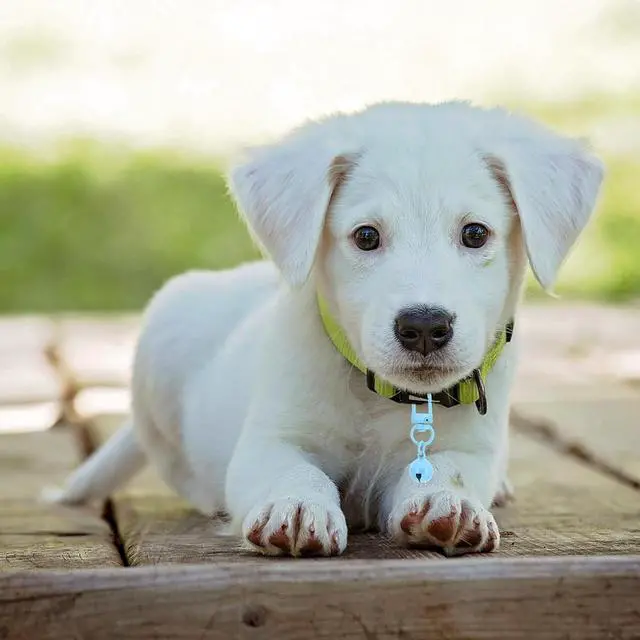 Alt view image 4 of 6 - 10 PCS Dog Bell, Cat Bell Small Pet Collar Bells Keychain Cute Bulk Loud Jingle for Dog Collar Charm Pendant