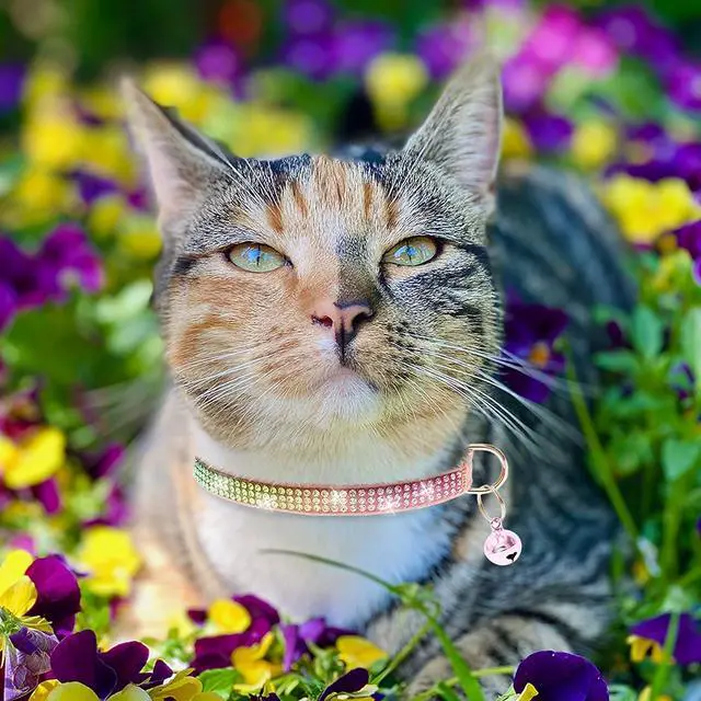 Alt view image 7 of 7 - Breakaway Cat Collar with Bells, 3 Pack Rhinestone Pet Collars | Adjustable Bling Cute Adjustable Collars Pet Accessories for Girl & Boy Cats, Kitten, Puppy
